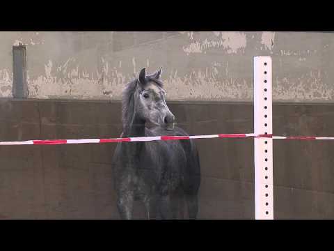 Stute von Cristallo II - Landjunge