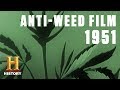 The Dangers of Marijuana Addiction (in 1951) | Flashback | History