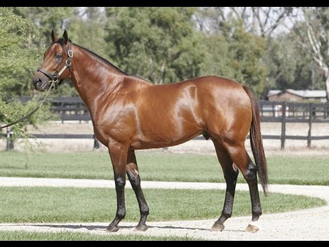 ELVSTROEM - étalon au HARAS DU PETIT TELLIER  2016 - LV