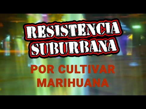 POR CULTIVAR   LYRIC