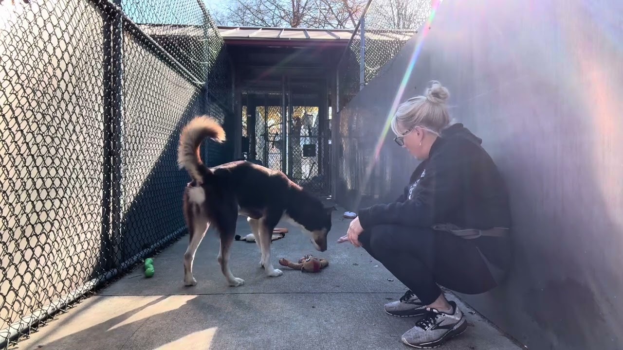 Delano, a ADOPTABLE Husky in Chicago, IL video 5/5
