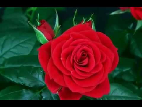 Krijimi i trandafilit një nga shumë mrekullitë e Allahut!