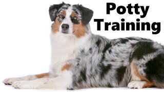 How To Potty Train An Australian Shepherd Puppy - Blue Merle Training - Australian Shepherd Puppies