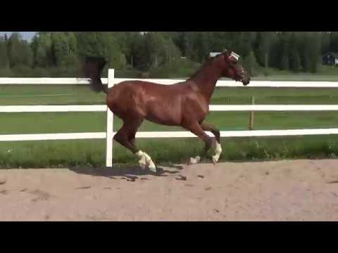 1y mare Scilla CG (Sezuan  - Royal Classic)