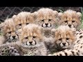 Cheetah Cubs Play