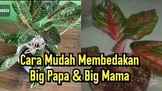 Download lagu THE EASIEST WAY TO TELL THE DIFFERENCE BETWEEN AGLONEMA BIG PAPA AND BIG MAMA mp3