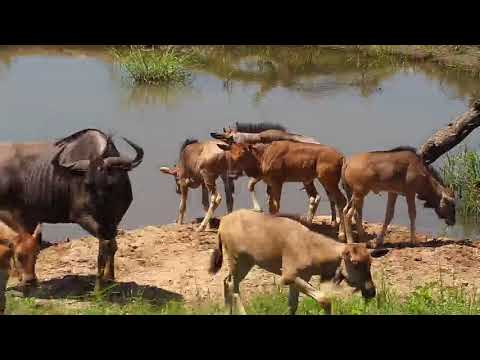 Djuma: Lone Elephant, Warthogs, Waterbuck bull and Wildebeests - 13:30 - 01/26/2020