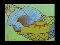 The Hammock