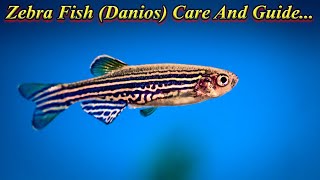 Zebra Fish (Danios) Feeding , Temperature , Care And Tips For Growth... / Fish Aquarium Tamil