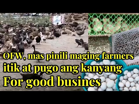 , title : 'OFW, mas pinili maging farmers itikan at pugo ang kanyang na isip na for good business | itik | pugo
