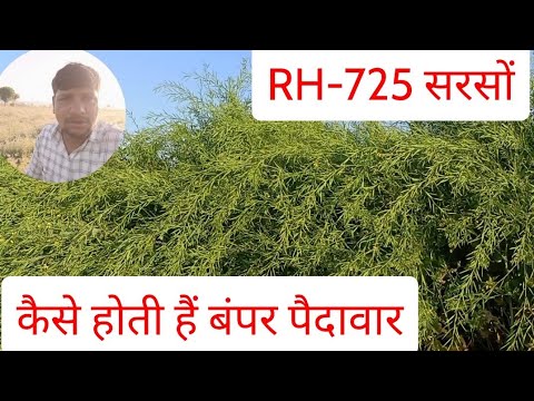 Rh 725 Hybrid Mustard Seed
