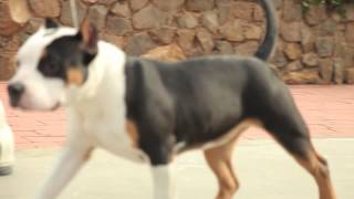 AMERICAN BULLY KENNEL - TRU 2 DA GAME BULLIES