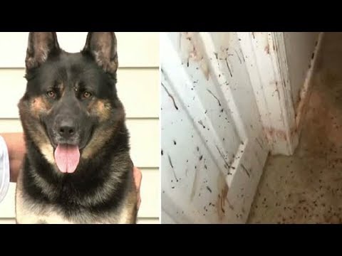 YouTube video about: What happens if a dog tastes blood?