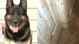 Owner Comes Home Sees Blood On His Walls– Then Looks At German Shepherd And Realizes Nasty Truth