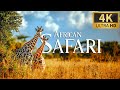 African Safari 4K 🐾 Discovery Relaxation Wonderful Wildlife Movie with Relax Piano Music