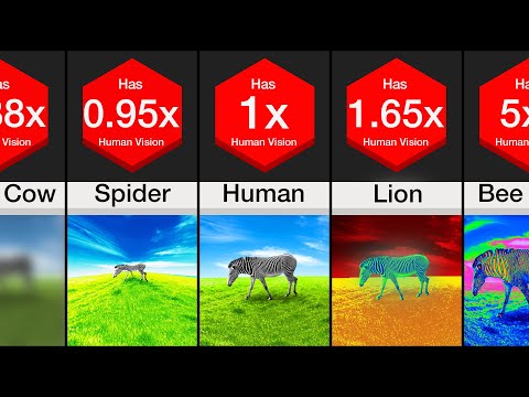 Comparison: Animal Vision