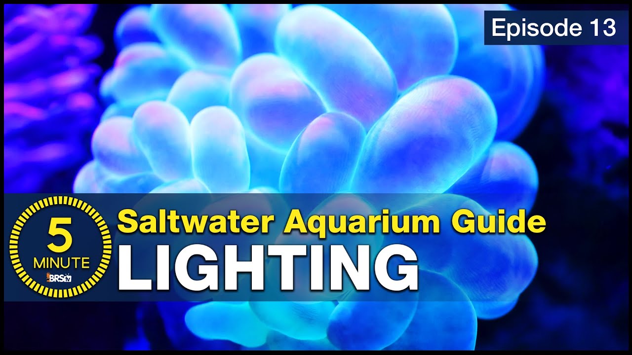 Beginner Reef Lighting Setup: How to Choose LEDs and Avoid Early Coral Stress