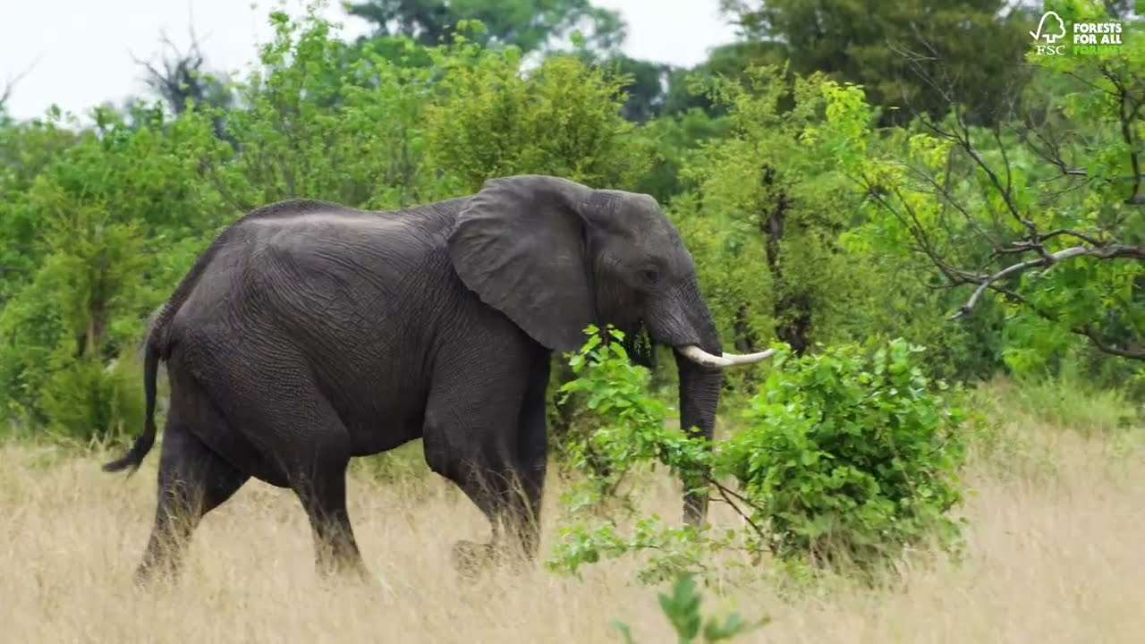 COMIFAC and FSC conclude stakeholders dialogue on Congo Basin forests