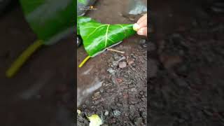Download lagu AMAZING! BULE BARBIE MAKES A CHANNA FISH TRAP! - CHANNA FISH #shorts #channa #limbata #viral mp3 Download lagu AMAZING! BULE BARBIE MAKES A CHANNA FISH TRAP! - CHANNA FISH #shorts #channa #limbata #viral mp3
