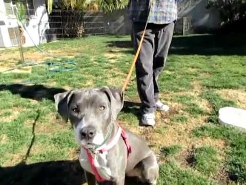 Hannah, an adopted American Staffordshire Terrier Mix in Scottsdale, AZ_image-1