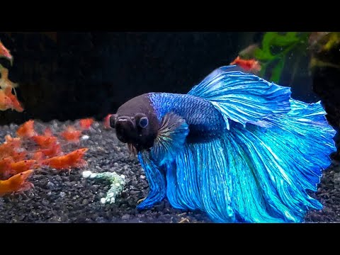 7 Most Popular Betta Tank Mates You Need to Try