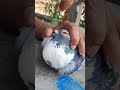 Pigeon Eye Problems 🕊️