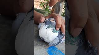 Download lagu Pigeon Eye Problems 🕊️ mp3