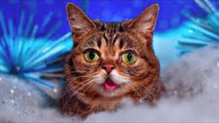 Lil Bub - New Gravity