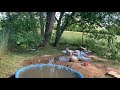 Buff Ducks Playing And Eatting In The Water For One Hour