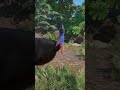 Animals of Canopy Gardens (so far) - Planet Zoo