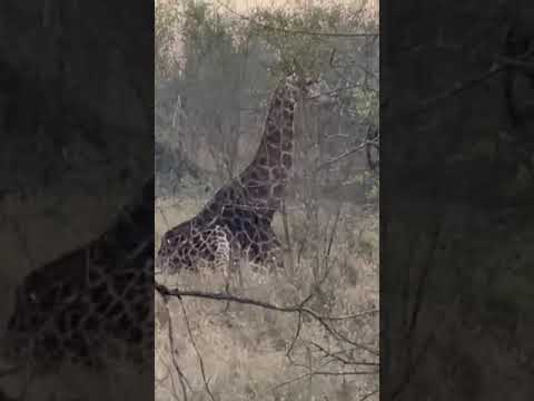 Unbelievable Giraffe Sighting in Kruger: A Once-in-a-Lifetime Encounter!