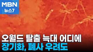 오월드 탈출 늑대 어디에…수색 장기화, 폐사 우려도 [MBN 뉴스7]
