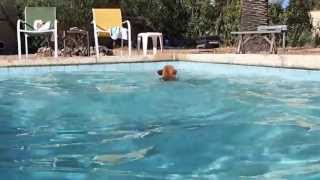 French Bulldog Enjoys Pool Time (Once Again)