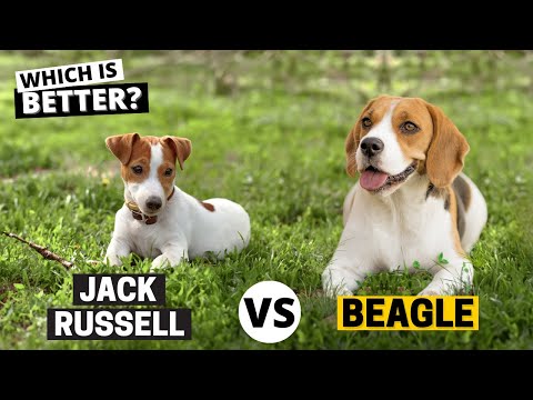 Beagle vs. Jack Russell: Which is Better for you?
