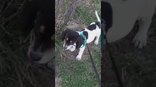 Bluetick Coonhound Puppies Videos