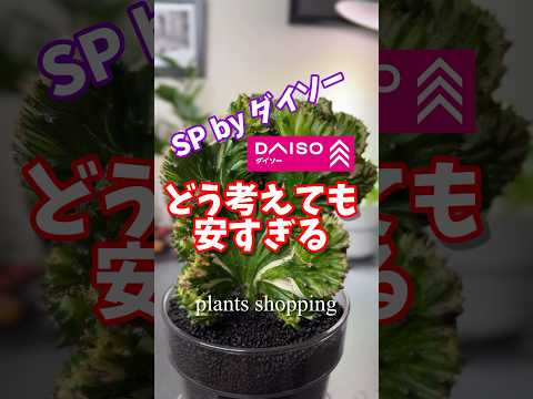 園芸 ウッドトウダイグサ、ロブズトウダイグサ