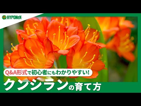 クリビアの肥料は何ですか？どうやって花を咲かせるのですか？  庭園