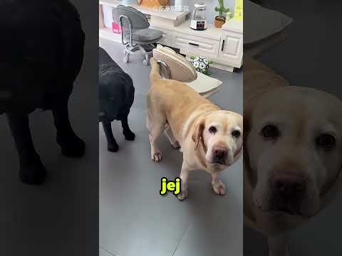 Ogon jak perkusja 🐶🥁