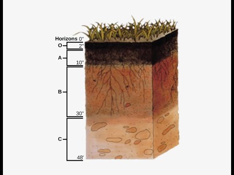 Add Gypsum to Clay Soils: Part 3 of How to plant a...