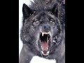 Three Of The Most Horrifying Wolf Attacks Ever