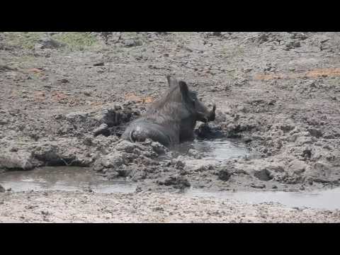 Warthog chilling in the mud