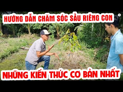 Cách chăm sóc cây sầu riêng 