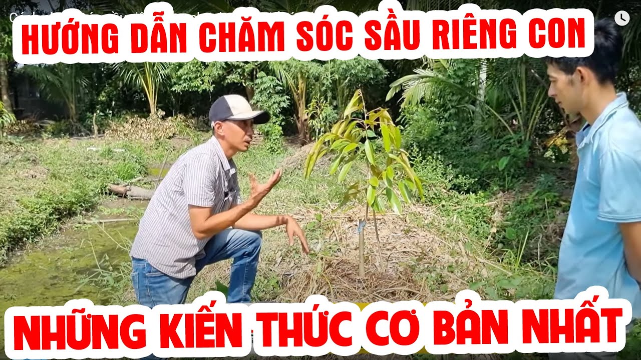 Cách chăm sóc sầu riêng con nhanh phát triển ít sâu bệnh | SIÊU THỊ CÂY GIỐNG WELOFARM