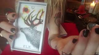 Download Lagu Elk, Deer, Wolf- The wild unknown animal spirit deck THE TAXIDERMY WITCH Thumbnail