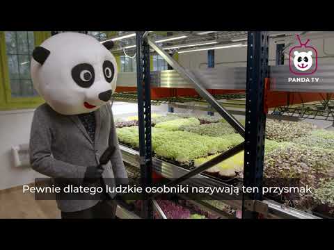 koootkaa’s Video 164034168415 QRKjNqIxl3E