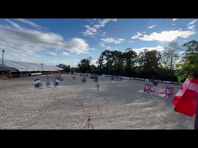 Castrone Sella Francese In vendita 2014 Baio ,  QUITE EASY