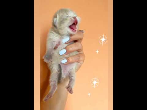 Newborn Kittens Meowing ❤#short #cute #cat #cats