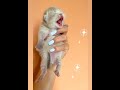 Newborn Kittens Meowing Short Cute Cat Cats