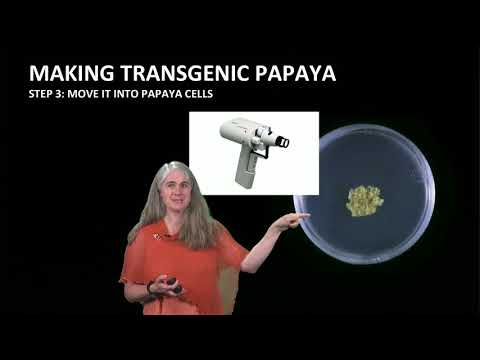 How was transgenic virus resistant papaya made?