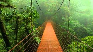 1 Hour Rain + Birds Sounds for Sacral Chakra Healing Meditation